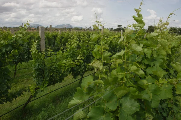 Exuberante Viñedo Verde Para Producción Vino Verano —  Fotos de Stock