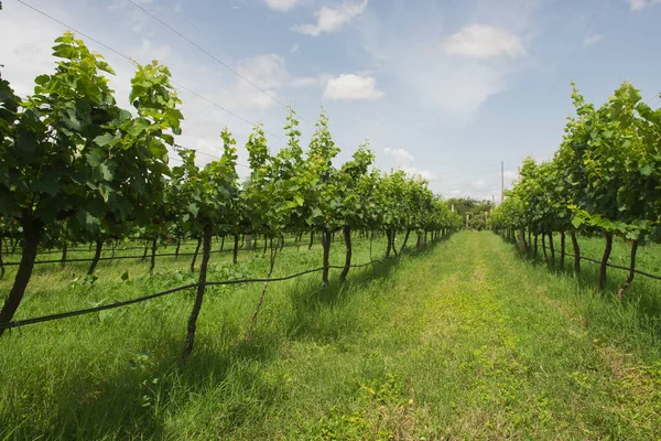 Exuberante Viñedo Verde Para Producción Vino Verano —  Fotos de Stock