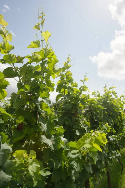 Exuberante Viñedo Verde Para Producción Vino Verano —  Fotos de Stock