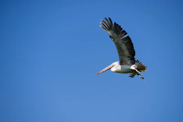 Flygande pelican — Stockfoto