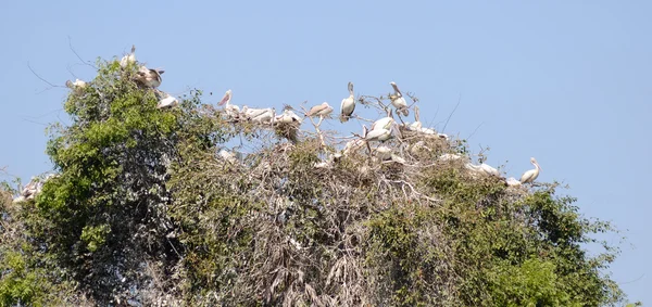 Nesting Pelicans — Stock Photo, Image