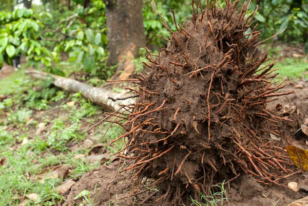 An uprooted tree in the forest — Stock Photo, Image