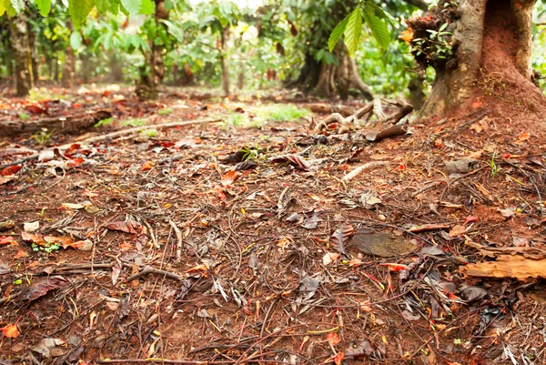Un suelo forestal en los trópicos — Foto de Stock