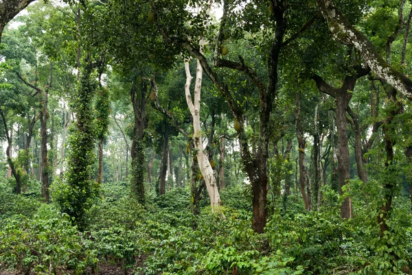 A coffee plantation — Stock Photo, Image