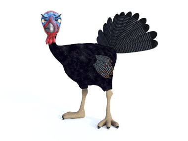 Aptal kızgın toon Türkiye.