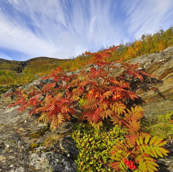 Mountain in autumn — Stock Photo, Image