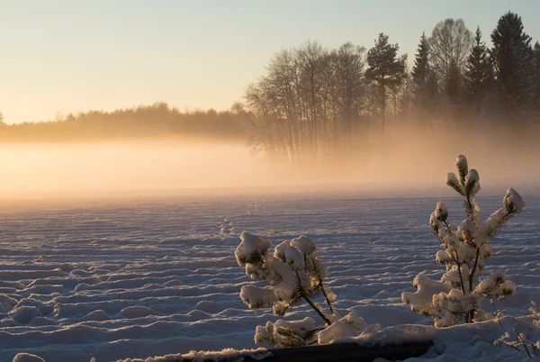 Winterlandschaft — Stockfoto