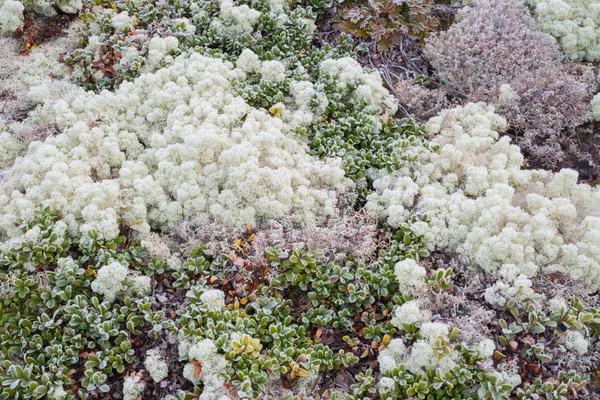 Moss and lichen — Stock Photo, Image