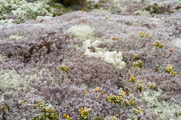 コケや地衣類 — ストック写真