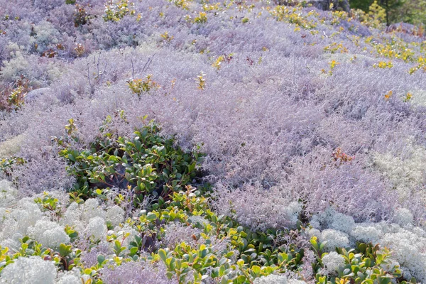 苔藓和地衣 — 图库照片