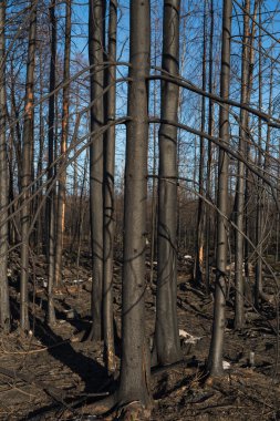 Orman yangınından sonra