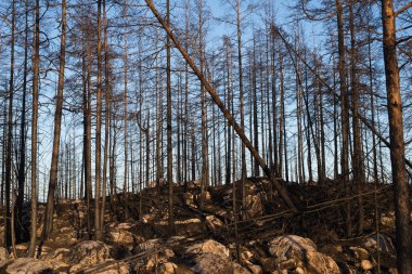 Orman yangınından sonra