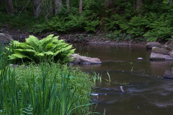 Potok leśny — Zdjęcie stockowe