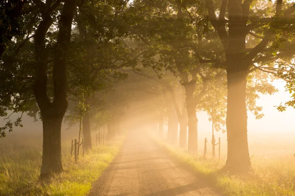 Country road — Stock Photo, Image