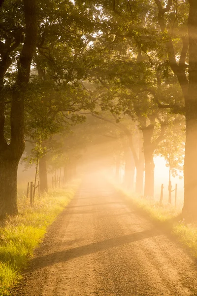 Country road — Stock Photo, Image