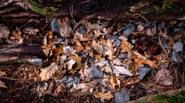 Sonbaharda yeşil yosun ve yapraklarla kaplı büyülü orman manzarası. Orman zemininde doğal ışık altında