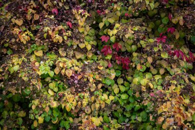 Sonbaharda yeşil yosun ve yapraklarla kaplı büyülü orman manzarası. Orman zemininde doğal ışık altında