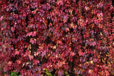 Sonbaharda yeşil yosun ve yapraklarla kaplı büyülü orman manzarası. Orman zemininde doğal ışık altında
