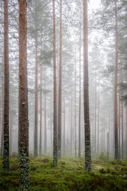 Yeşil yosunlarla kaplı sisli bir sabahta büyülü orman manzarası. Orman terapisi ve stres atımı