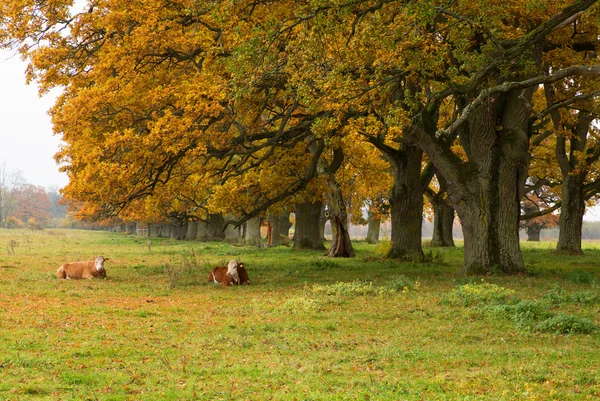 Paisaje rural en otoño —  Fotos de Stock