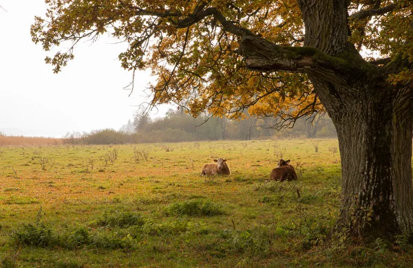 Land landskap i höst — Stockfoto