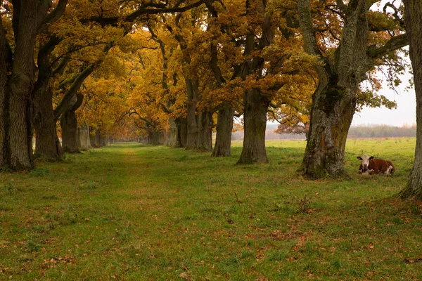 Venkovská krajina podzim — Stock fotografie