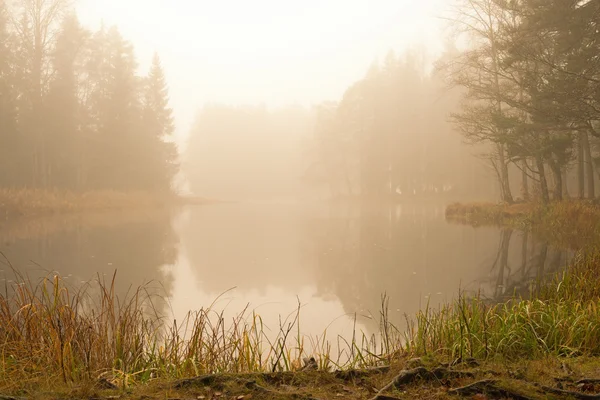 Floden i dimma — Stockfoto