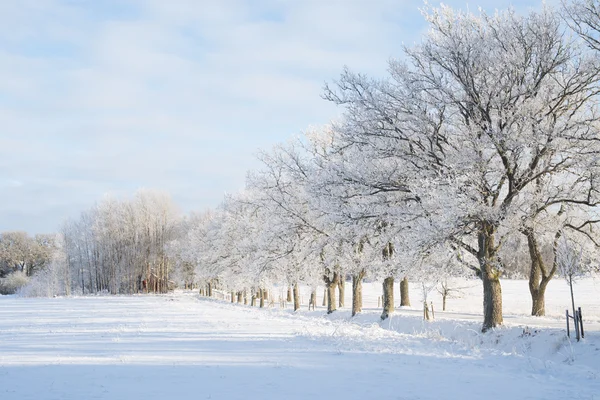 Winterse landschap in Zweden — Stockfoto