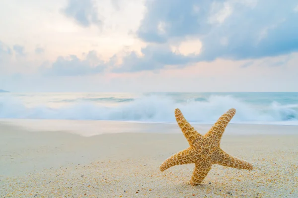 Étoile de mer sur la plage au lever du soleil — Photo