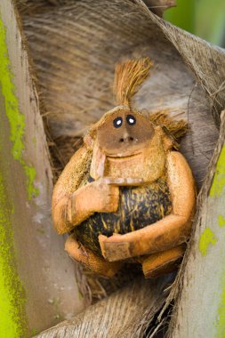 Hindistan cevizi maymun sahilde