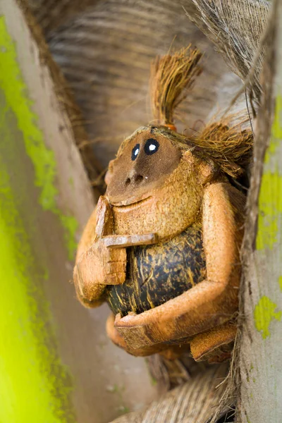 Singe de noix de coco à la plage — Photo