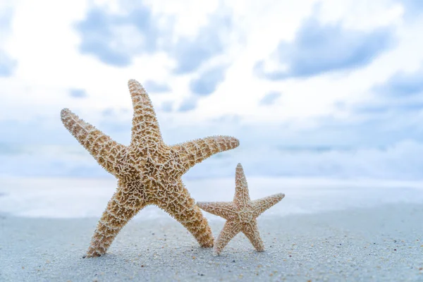 Starfish on the beach — Stock Photo, Image