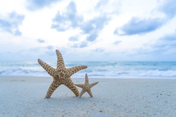 Étoile de mer sur la plage — Photo