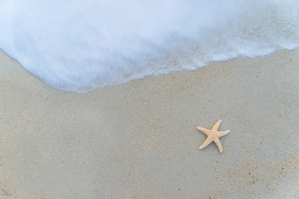 Étoile de mer sur la plage — Photo