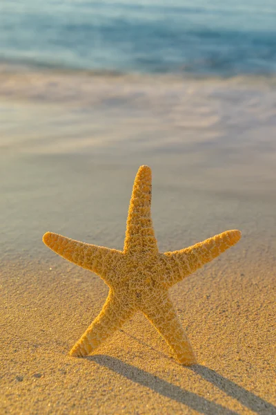 Starfish on the beach — Stock Photo, Image