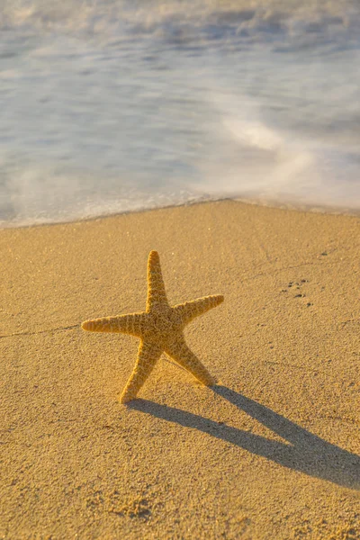 海滩上的海星 — 图库照片