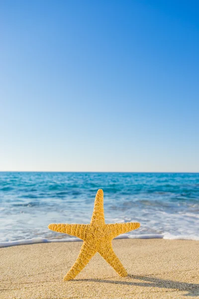 Starfish on the beach — Stock Photo, Image