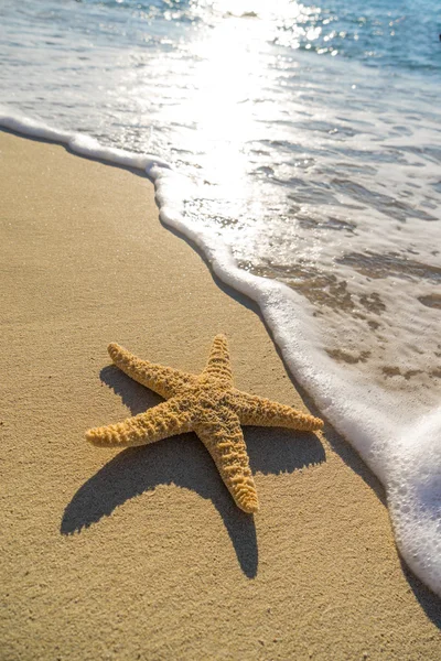 Starfish on the beach — Stock Photo, Image