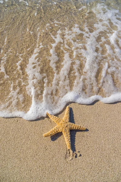 Seestern am Strand — Stockfoto