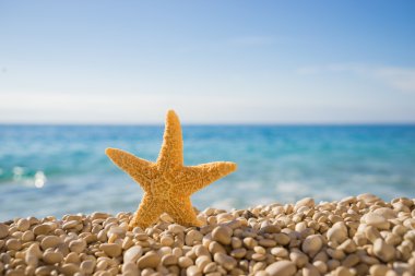 Sahilde denizyıldızı 