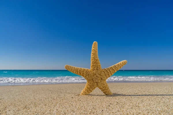 Zeester op het strand — Stockfoto