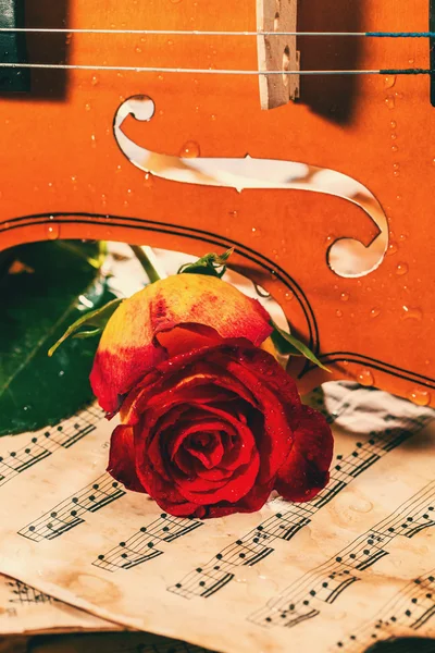 Violin sheet music and rose