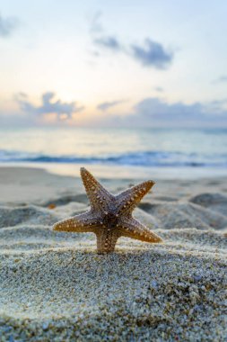 Güneşli bir günde tropikal sahilde denizyıldızı