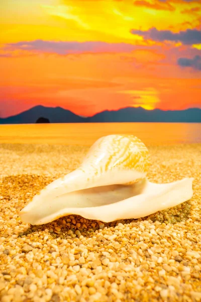 Seashell Sulla Spiaggia Tramonto Fotografia Stock