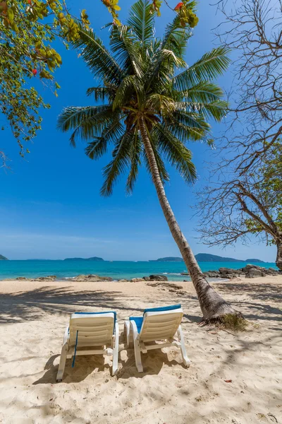 Bangtao Beach Palm tree. Tayland. — Stok fotoğraf