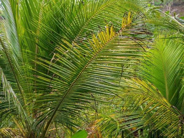 Bela paisagem de selva tropical úmida — Fotografia de Stock