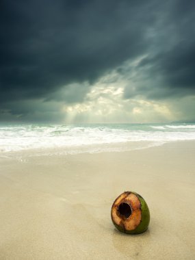 Fırtınalı bir günde sahilde Hindistan cevizi