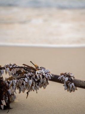 Koh Samui Tayland sahilde deniz kabuklarını şube