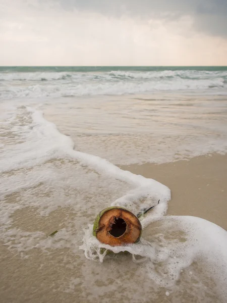 Kokos na pláži na den — Stock fotografie