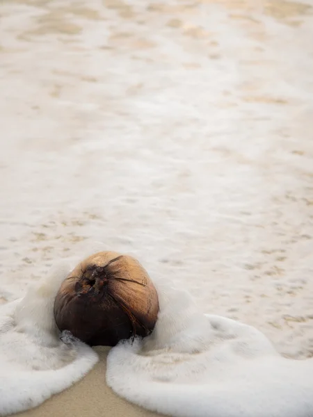 Kokos na pláži v Samui — Stock fotografie